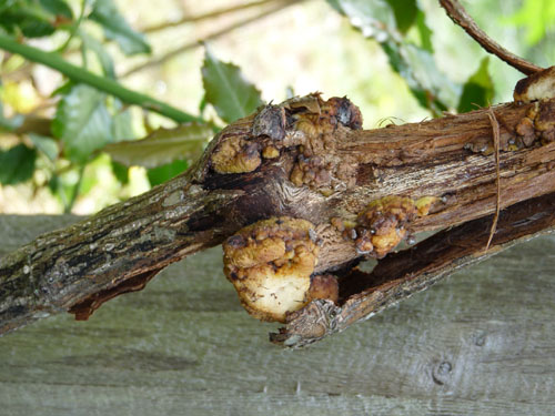 crown gall on rose
